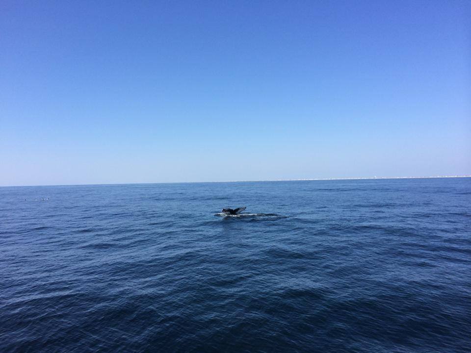 A whale off Barnegat Inlet. (Photo: USCG Station Barnegat Light)