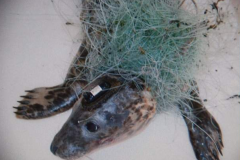 A seal tangled in fishing line. (File Photo)