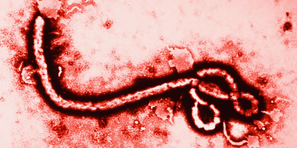 The Ebola virus. (File Photo/CDC)
