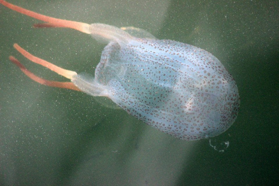 A Tamoya haplonema jellyfish, known as a sea wasp, in the Manasquan River. (Photo: Barnegat Bay Island/Facebook)