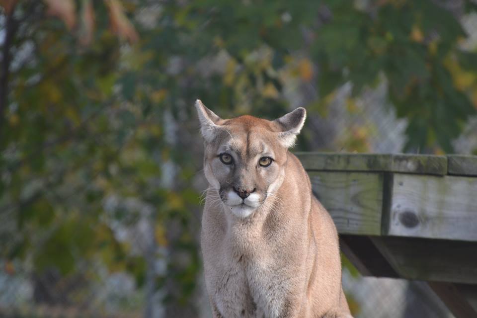Zoe, a lion at the Popcorn Park Zoo in Lacey Township. (Photo: Popcorn Park Animal Refuge)