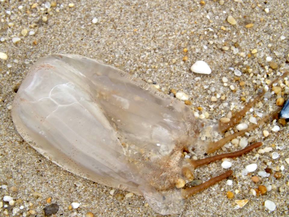 A box jellyfish found on the beach in Point Pleasant Beach, N.J., Nov. 2014 (Photo: Jerry Meaney/Barnegat Bay Island/Facebook)