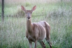 Deer. (File Photo/ brokinhrt2/Flickr)