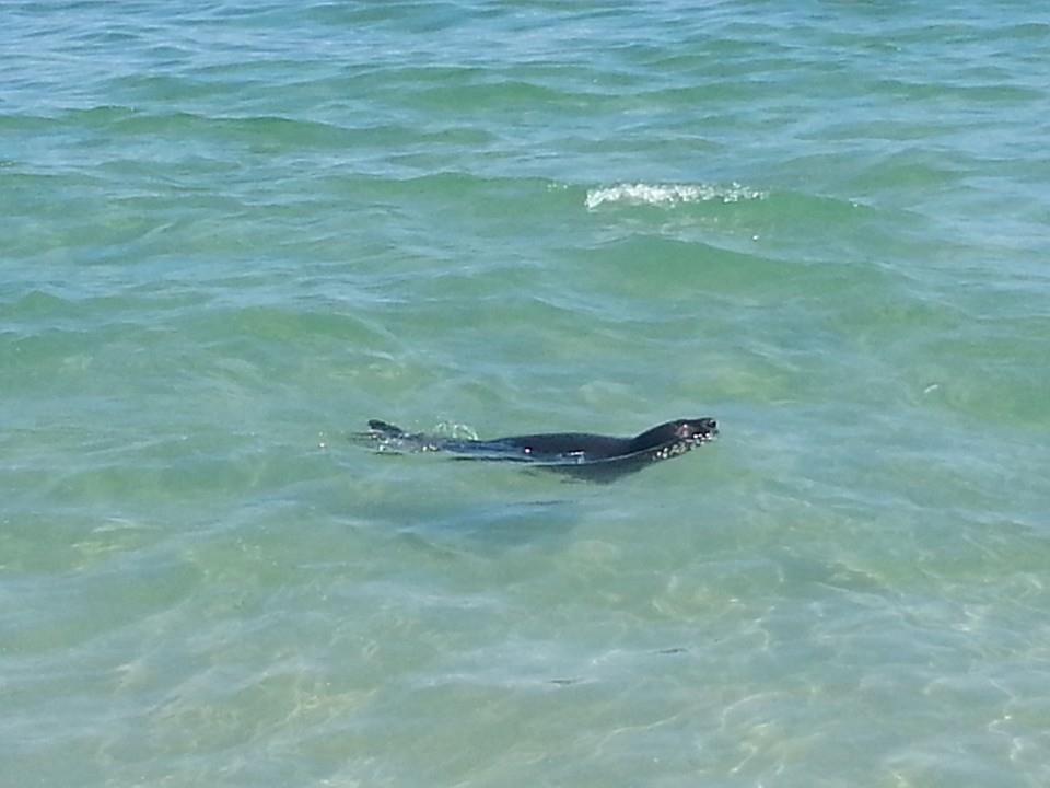 A seal, now headed to Detroit, swims by Normandy Beach in Brick in Aug. 2014. (Photo: Joe Gates/Jersey Shore Hurricane News)