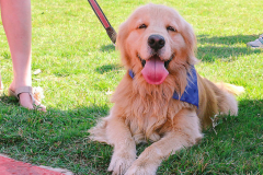 A golden retriver dog. (Photo:  Fernanda Cerioni/Flickr)
