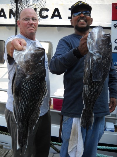 Sea bass caught on board the Jamaica II party boat. (File Photo)