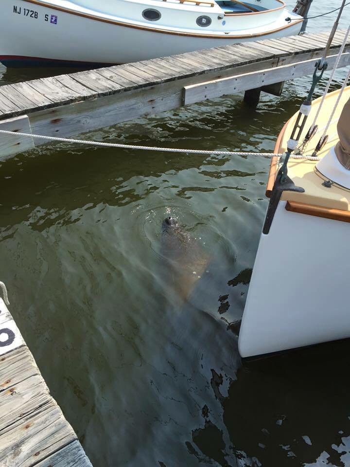 A manatee spotted in Brick, Sept 1, 2015.  (Credit: Beaton's Boatyard/Facebook)