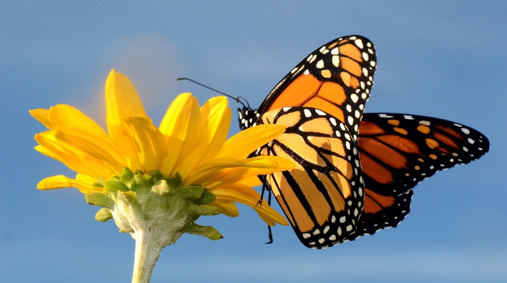 Monarch Butterfly (Photo: US Fish and Wildlife Service)