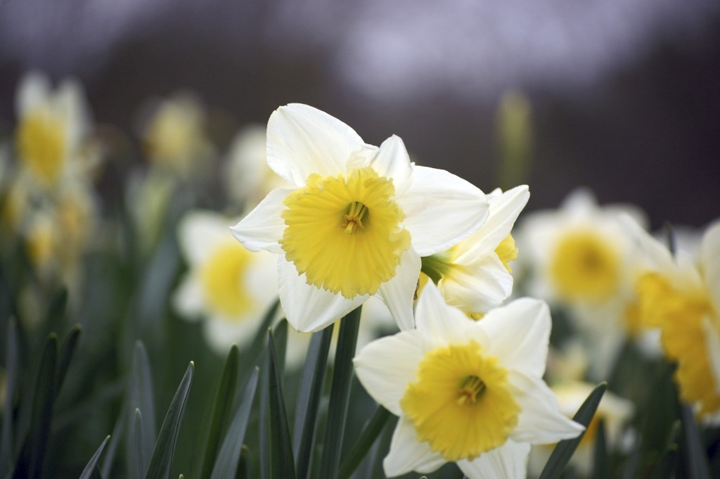 Daffodil flowers. (Photo: dewet/Flickr)