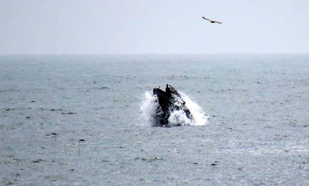 A humpback whale off Point Pleasant Beach. (Photo: Jerry Meaney/Barnegat Bay Island/Facebook)