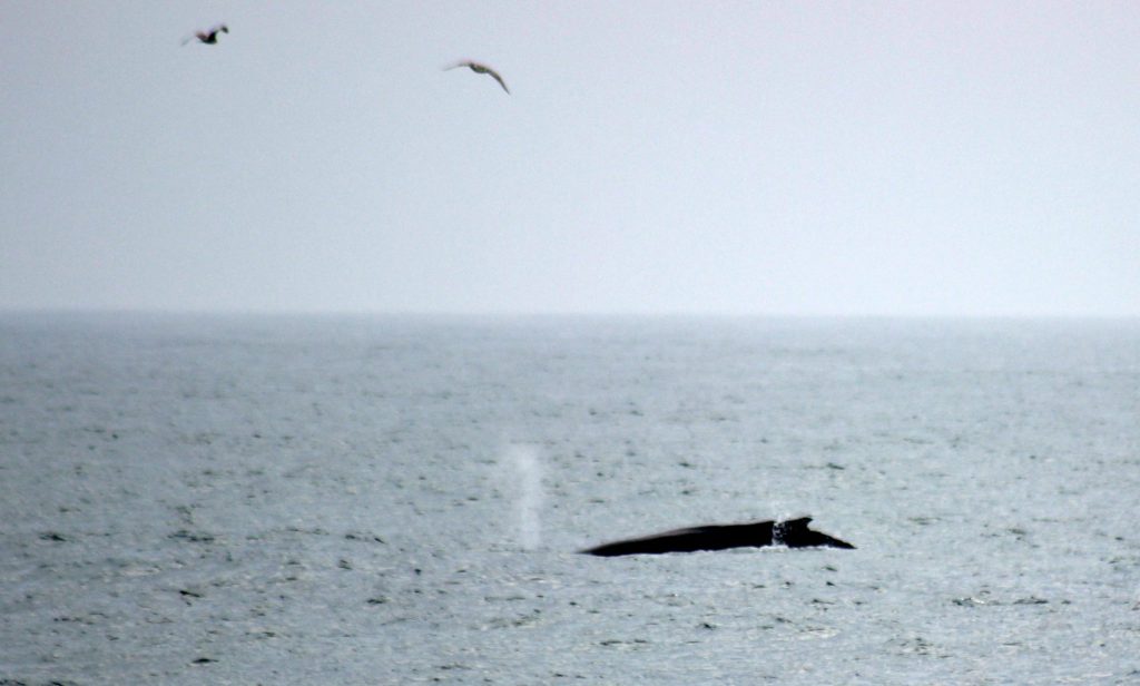 A humpback whale off Point Pleasant Beach. (Photo: Jerry Meaney/Barnegat Bay Island/Facebook)