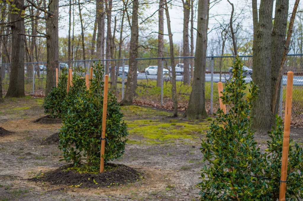 New trees planted at Evergreen Woods, May 2016. (Photo: Daniel Nee)