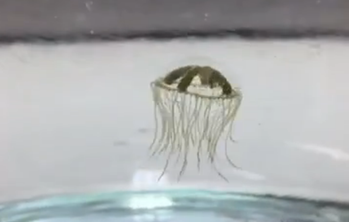 Clinging jellyfish. (Fle Photo)