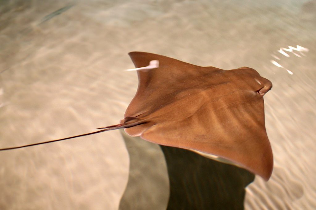 Cownose ray. (Credit: Calvert Marine Museum)