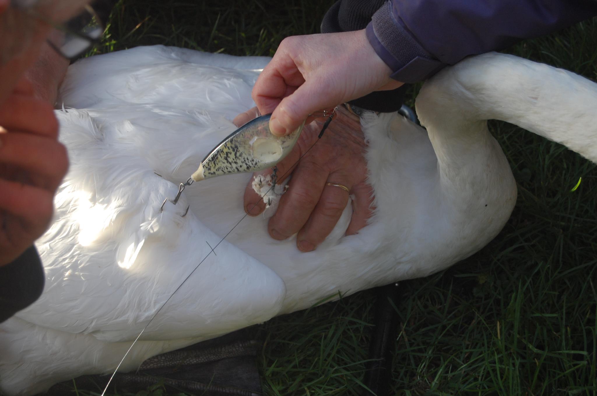 Swans Frequently Getting Tangled in Fishing Line, Officials Say