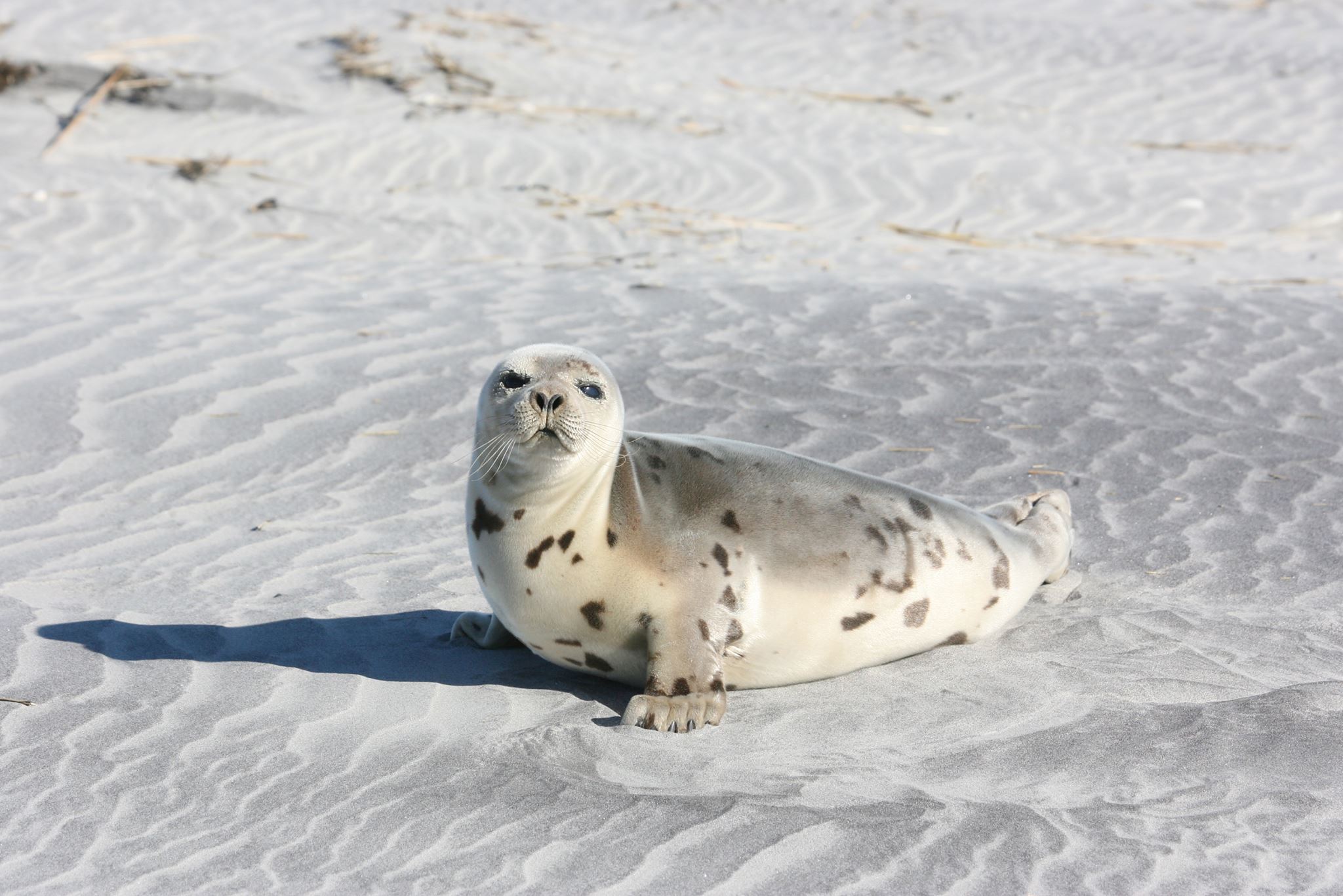 Officials Seals Likely To Be Spotted On Local Beaches But Don t Touch 