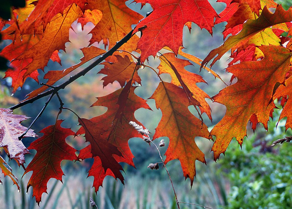 Trees and fall foliage. (Photo: Bernard Spragg/ Flickr)