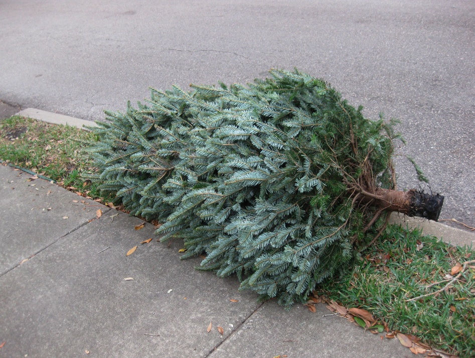Christmas tree at the curb. (File Photo)