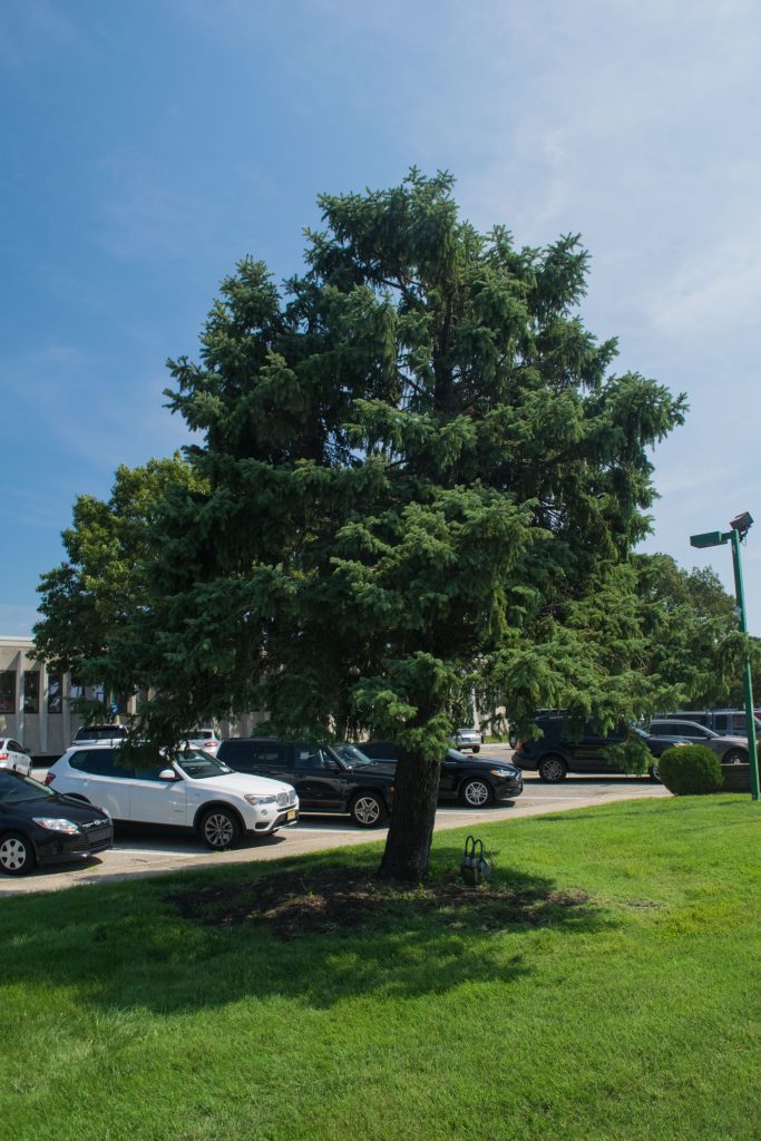 A tree in front of the Brick Township municipal building that is being replaced, Sept. 2019. (Photo: Daniel Nee)