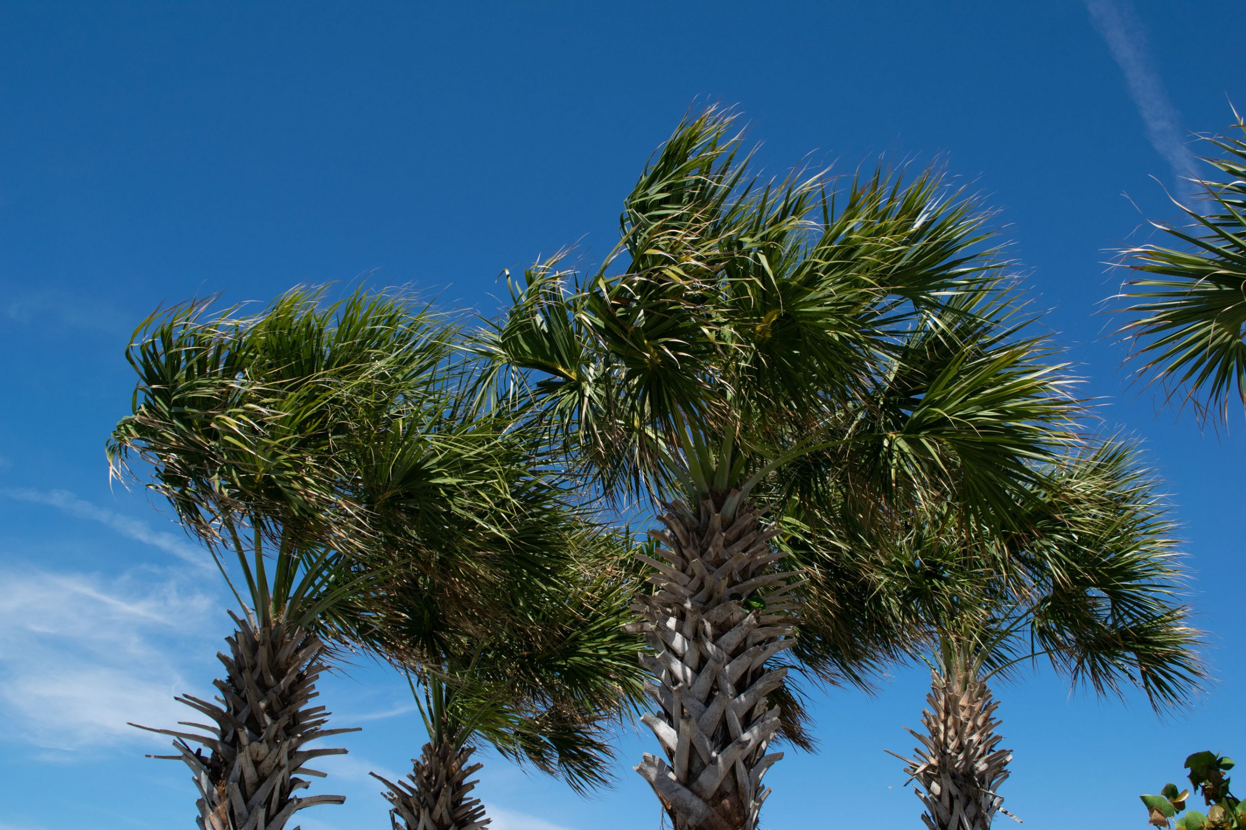 Palm trees in a Florida community. (Photo: Daniel Nee)