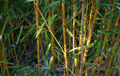 A bamboo plant. (Photo: Artep/ Flickr)