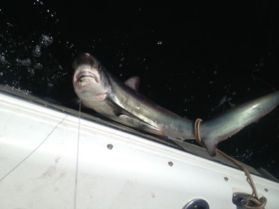 Bob Wilson's thresher shark, caught on a fluke rig from Pell's Fish and Sport in Brick. (Photo: Pell's Fish and Sport)