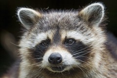 Raccoon (File Photo)