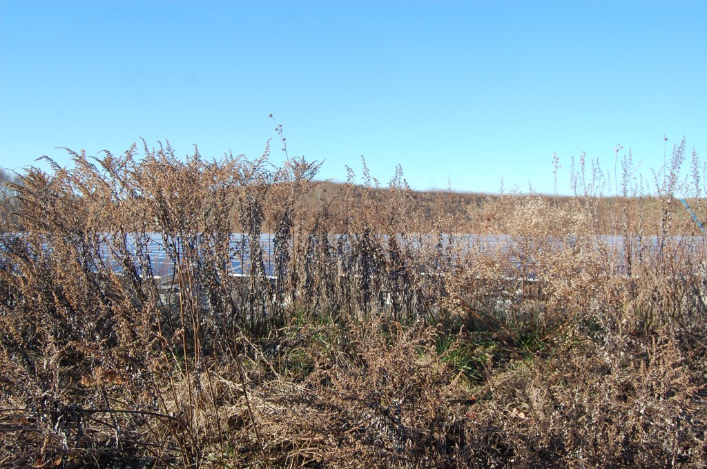 Overgrowth at the former French's Landfill property on Sally Ike Road. (Photo: Daniel Nee)