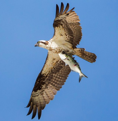 An osprey on the hunt in New Jersey. (Photo: New Jersey Osprey Project)