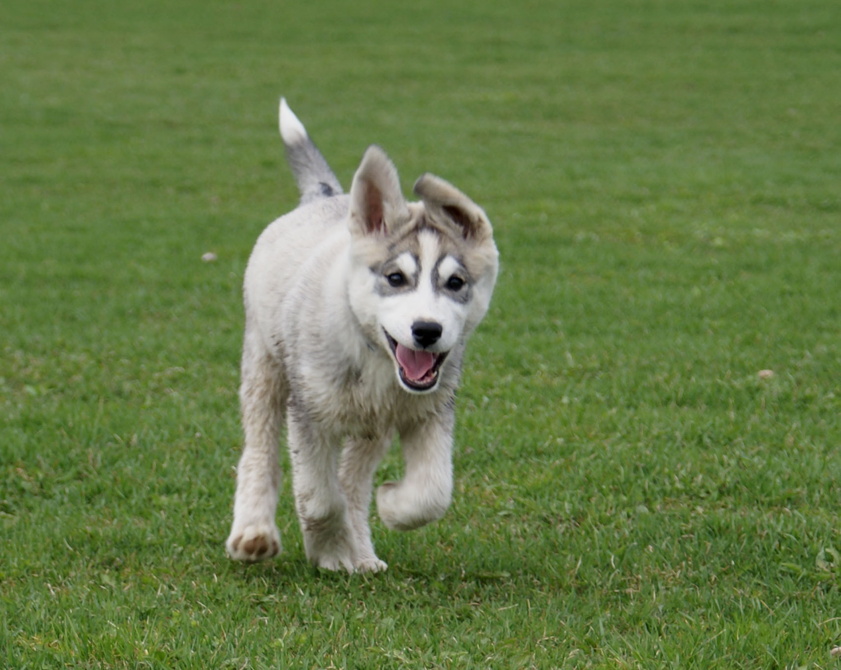 A dog running in a park. (Credit: Randi Hausken/Flickr)