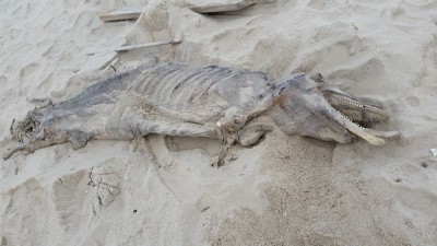 The carcass of a marine animal that washed up after the Dec. 9, 2014 nor'easter. (Photo Credit: Denise WIrth)