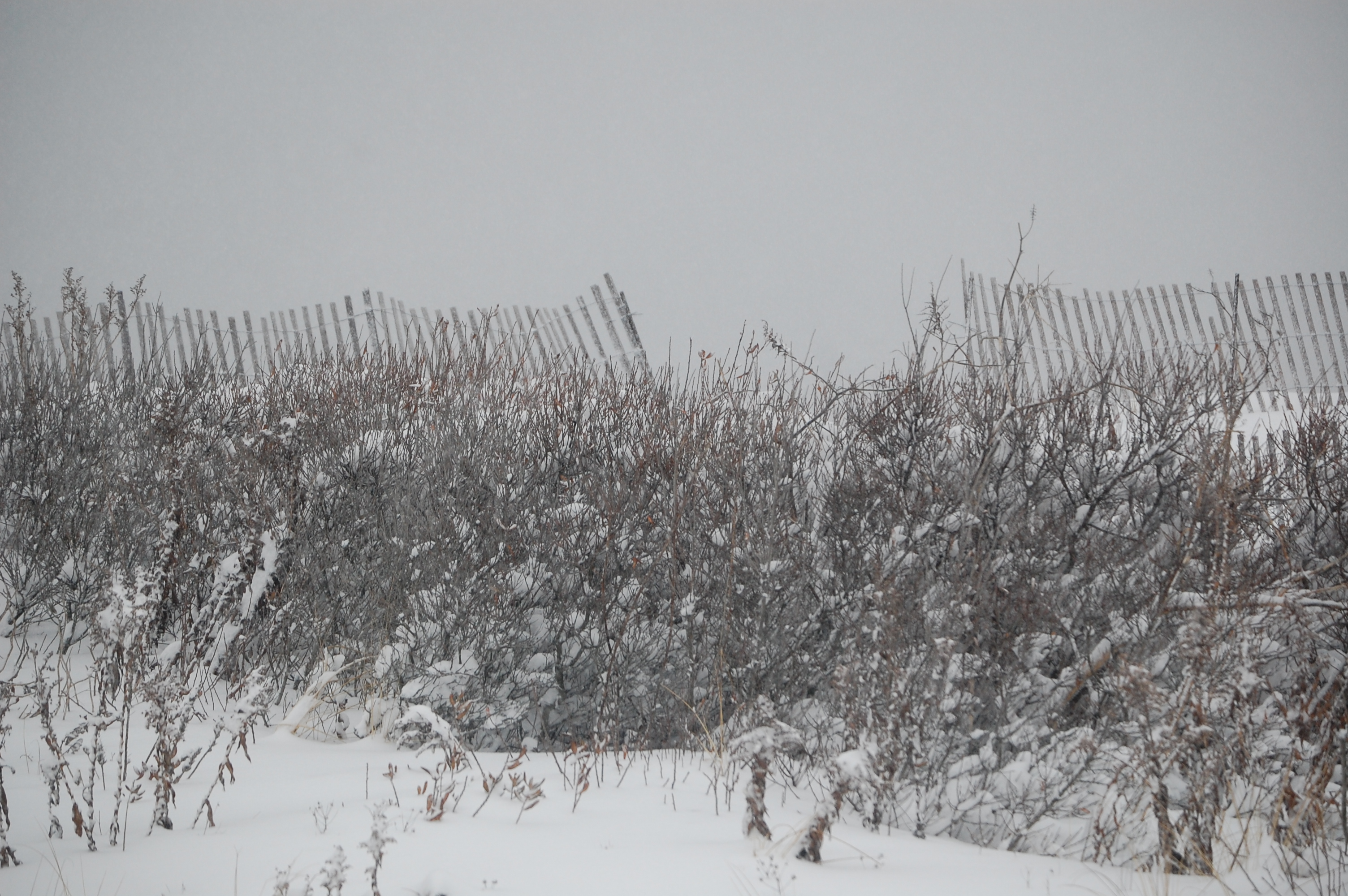 Brick Beach III during the March 5, 2015 snow storm. (Photo: Daniel Nee) Click to expand.