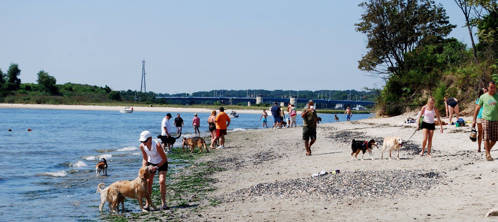 Dogs to be Restricted From 'Dog Beach' Near Manasquan Inlet, Opposition Mounts - Brick, NJ ...