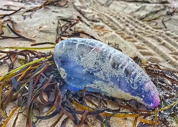A Portuguese man o' war that washed up at Island Beach State Park June 28, 2015. (Credit: Kevin Knutsen/New Jersey Jellyspotters/Facebook)