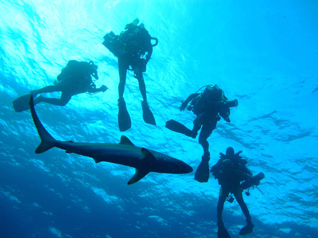 A group of researchers dive with sharks off the Florida coast. (Photo: Robbie Christian, University of Miami / NOAA Ocean Explorer.)