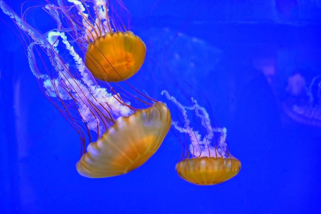 Sea Nettle (Photo:  Kirt Edblom/Flickr)