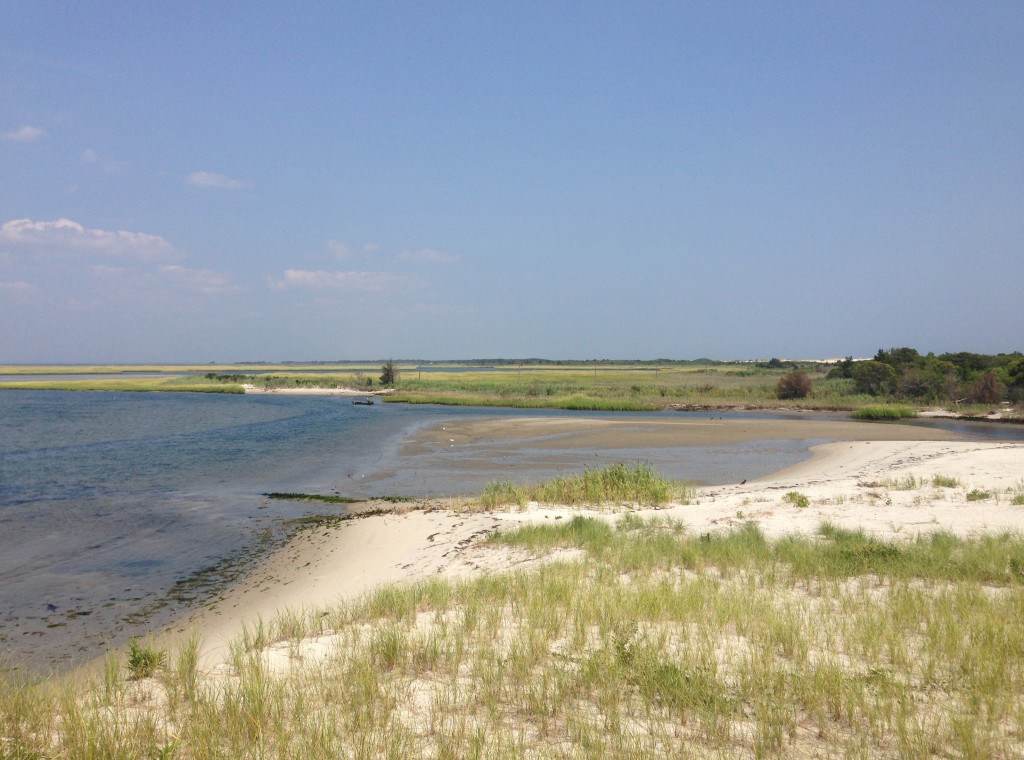 Marshes along Island Beach State Park's bayfront. (Photo: Wikimedia Commons)