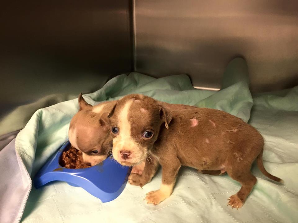 Pit bull puppies removed from the home of a suspected drug dealer in Brick. (Photo: A-Academy Animal Control)