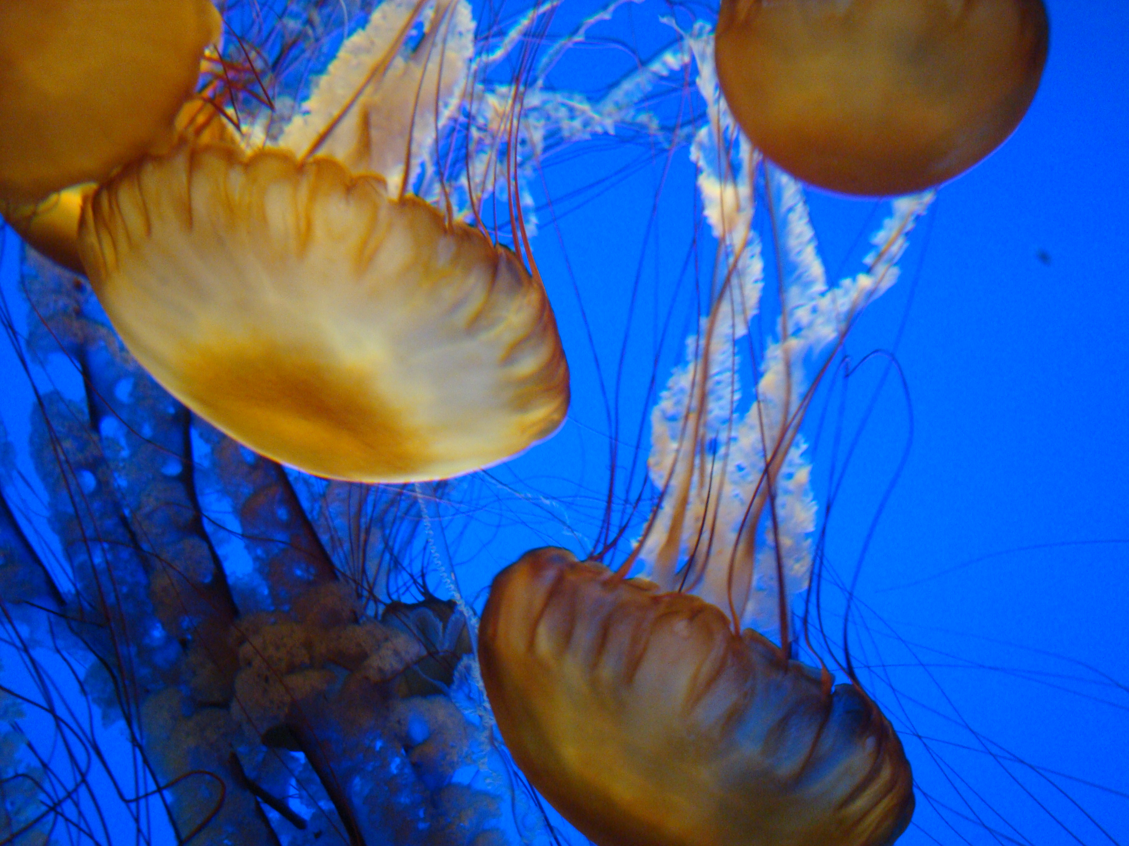 Sea Nettle ( Lyn Gateley/Flickr)