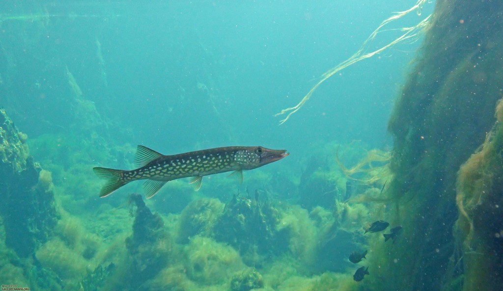 Chain Pickerel (Credit: North American Native Fishes Association / File Photo)