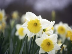 Daffodil flowers. (Photo: dewet/Flickr)