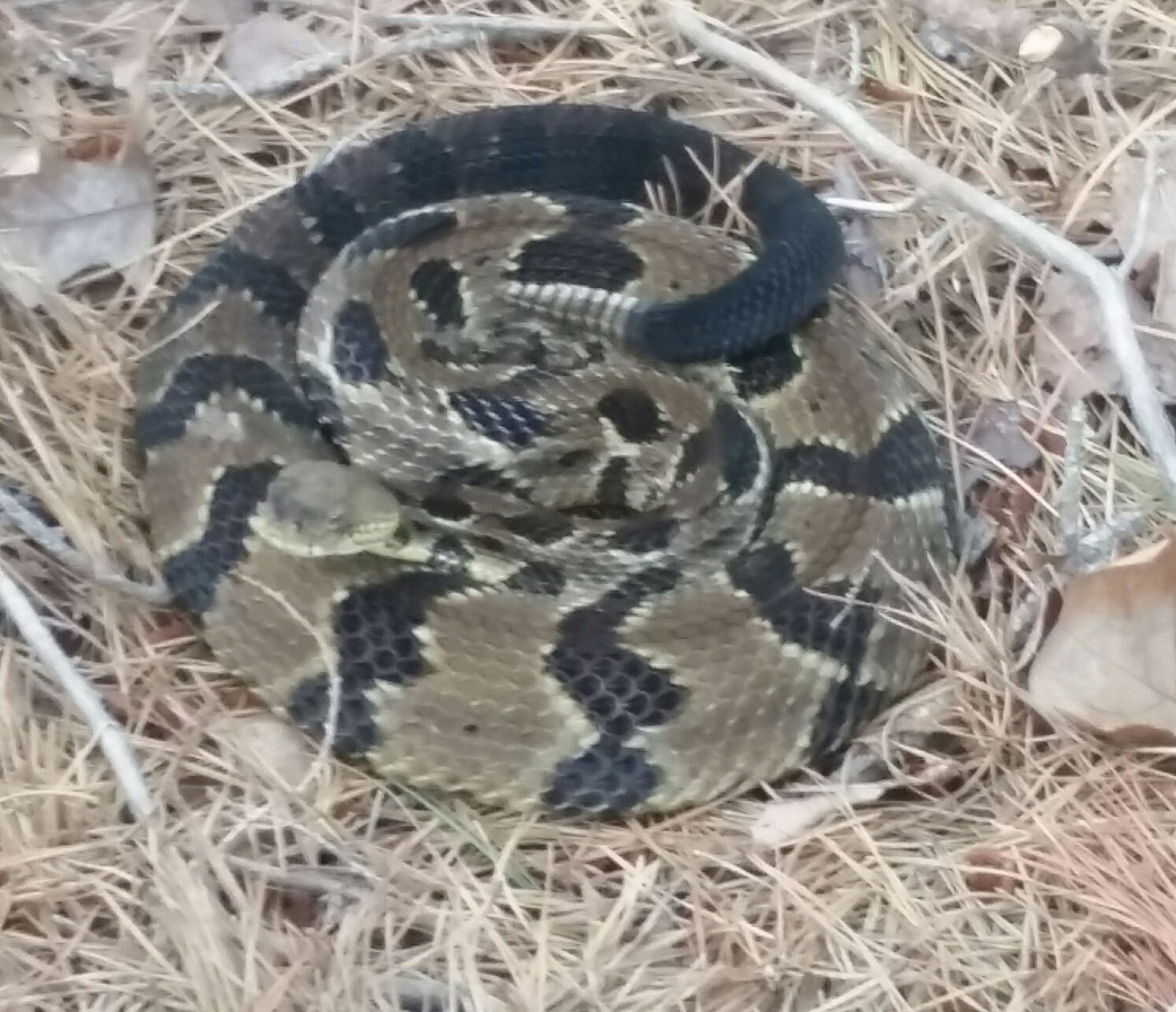 The timber rattlesnake. (Photo: Manchester Township Police)