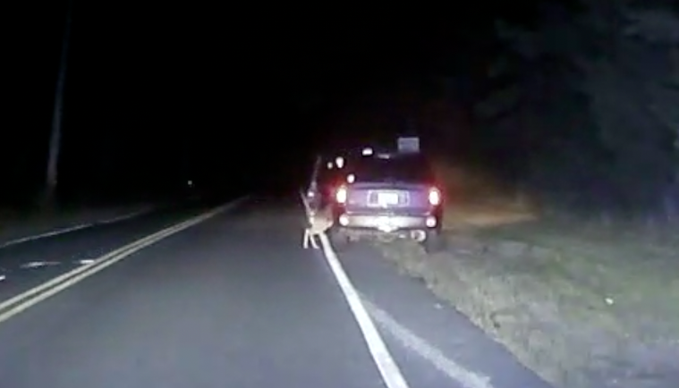 A deer attempts to jump into a Howell woman's vehicle. (Credit: Howell Twp. Police)