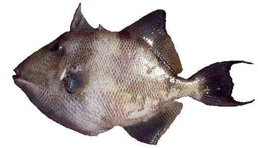 Triggerfish (File Photo)