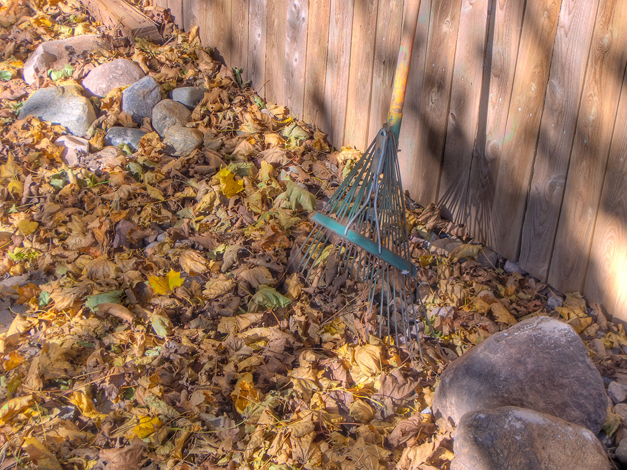 Leaves and a rake. (Credit: David Morris/ Flickr)
