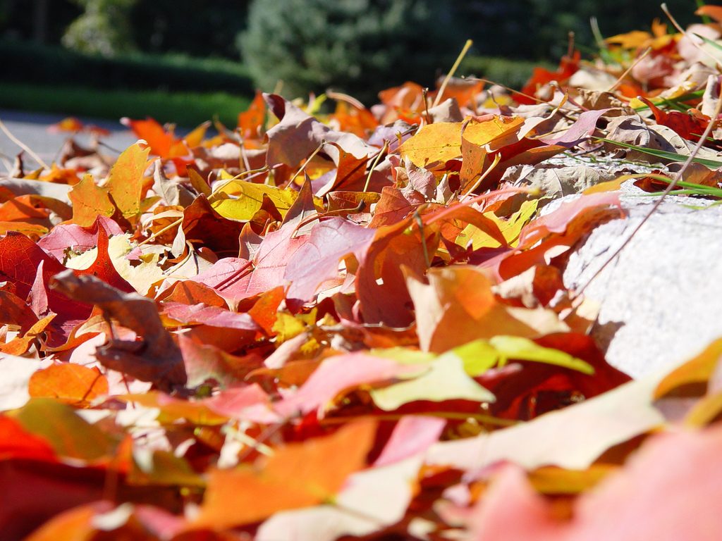 First of Brick's Two Fall Leaf Collections Begin in Less Than Two