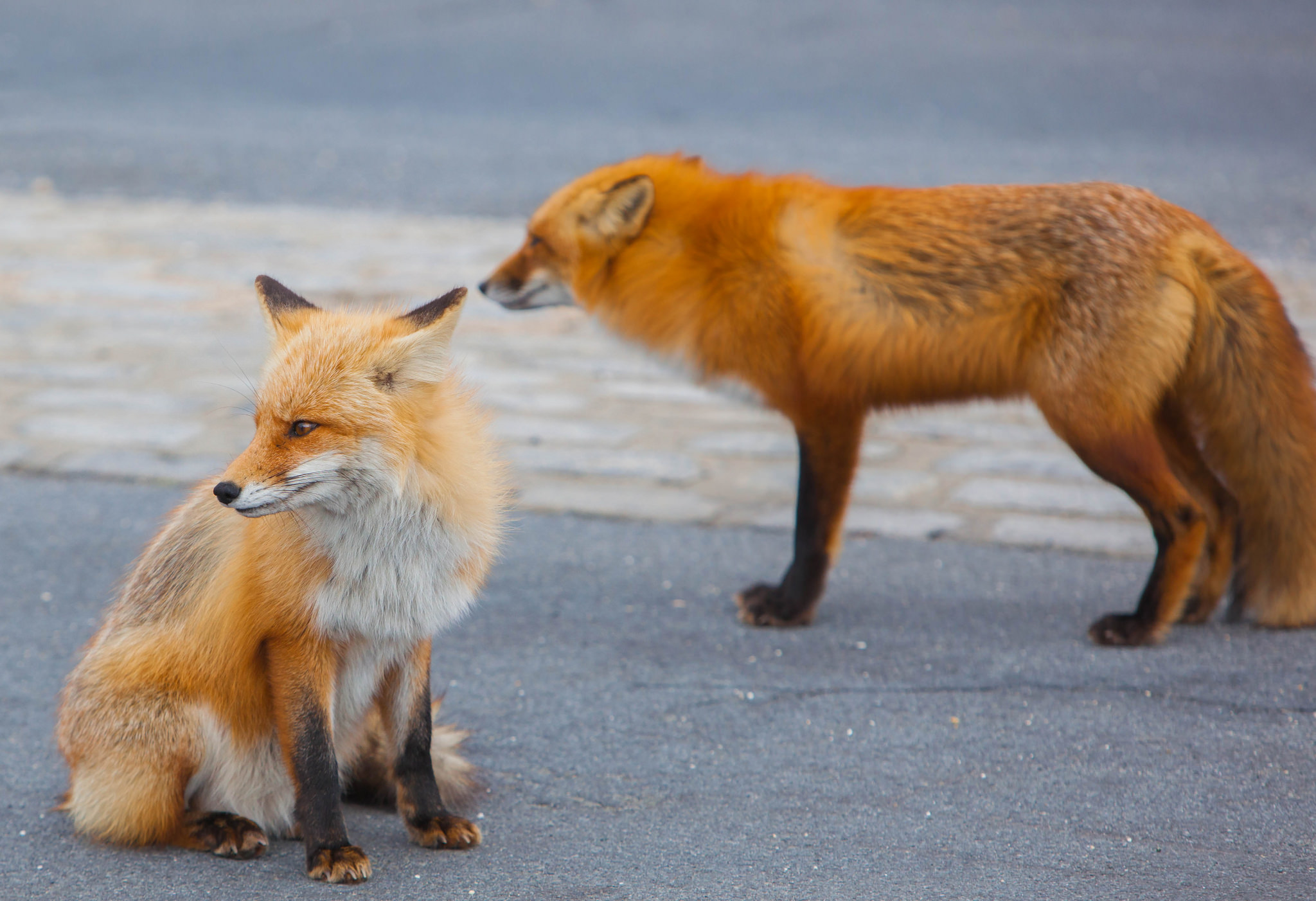 Red foxes at Island Beach State Park. (Credit: Anthony Quintano/ Flickr Creative Commons)