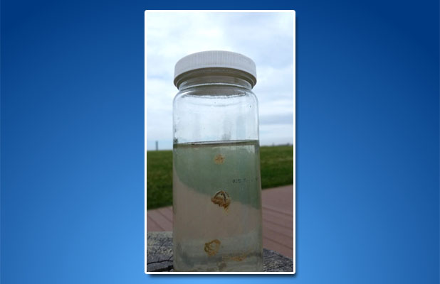 Clinging jellyfish found by researchers. (Photo: NJDEP)