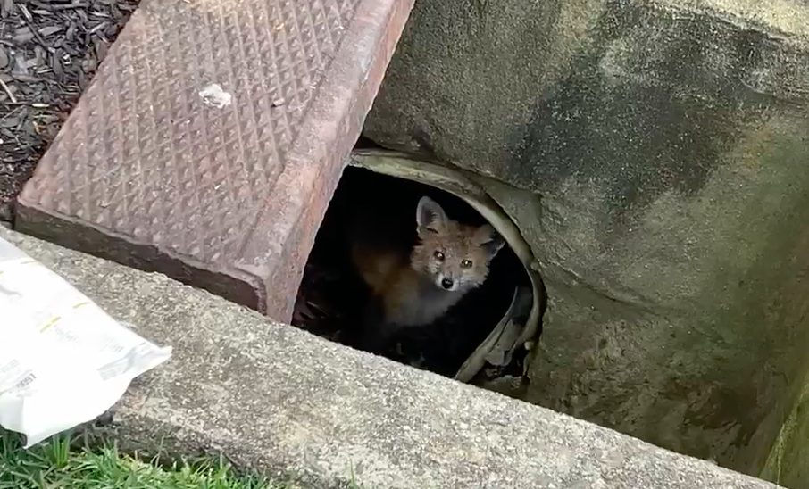 A baby fox peeks out from under a storm drain in Brick. (Photo: Laurelton Veterinary Hospital)