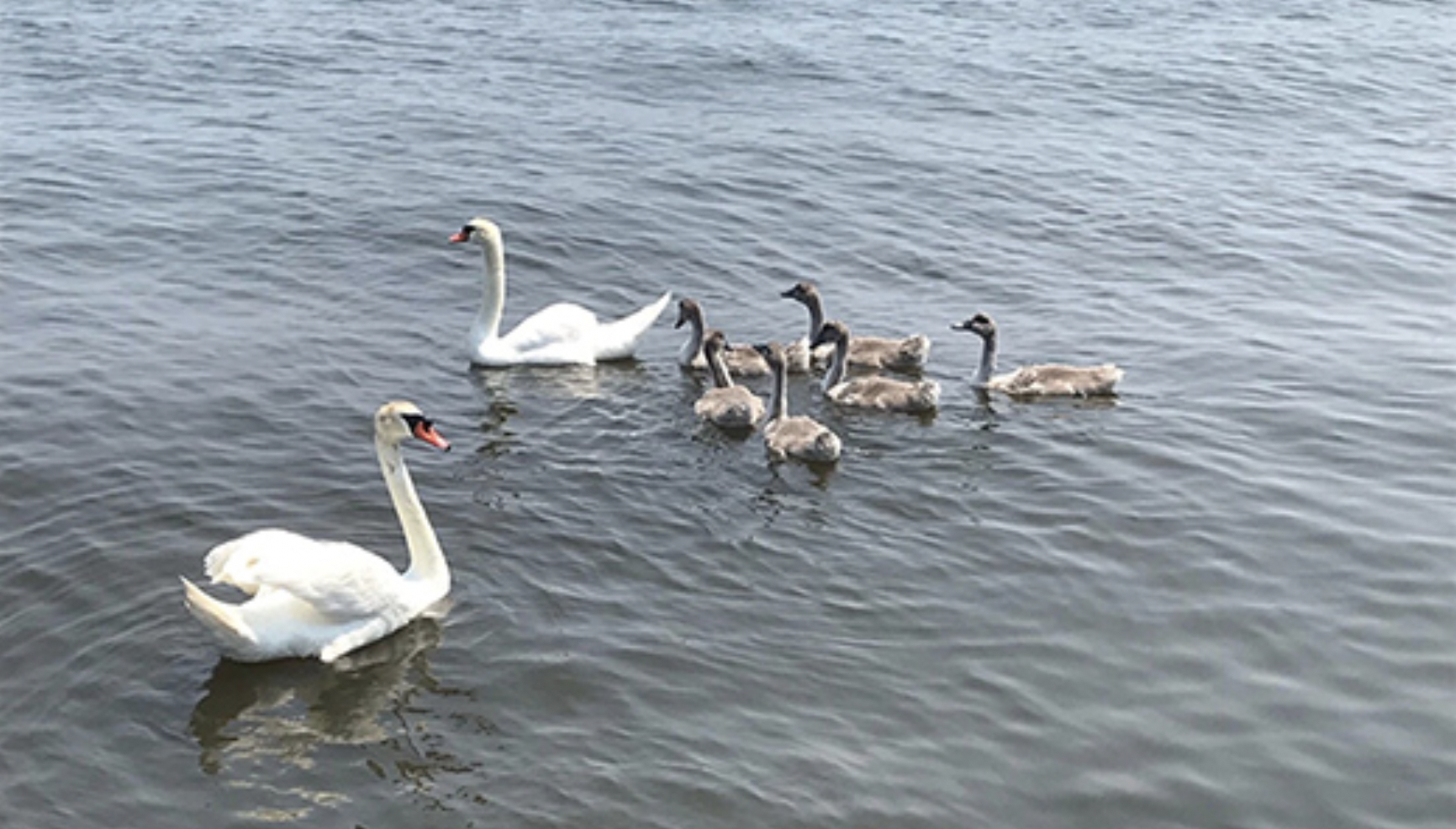 Alfie joins other swans at the Popcorn Park Zoo. (Photo: 10th District Legislative Office)